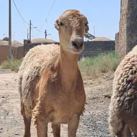 فروش چند راس بره چینی اصل