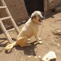 حیوان|سگ|قیدار, |دیوار
