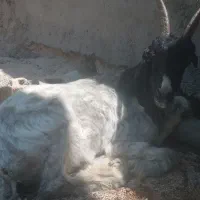 بز خوب