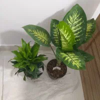 گل طبیعی|گل و گیاه طبیعی|ساوه, |دیوار