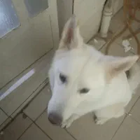سگ ژرمن سفید