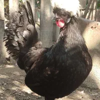 مرغ و خروس