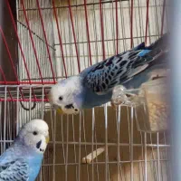 مرغ عشق با قفس و و لانه چوبی
