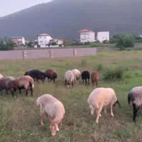 گوسفند محلی