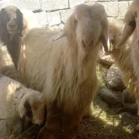 قوچ بختیاری اصل ..بره