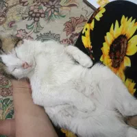 واگذاری گربه