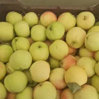 سیب بهاره کیلو 70