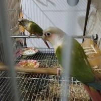 جفت گرینچیک اناناسی رد