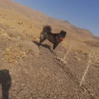سگ گله