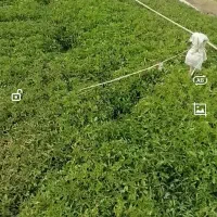 نشا گوجه بادمجان فلفل وبامیه