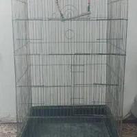 قفس عروس هلندی