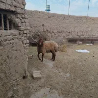 بره نر قوچی تخمی و ۸ماه ۸۰‌کیلو