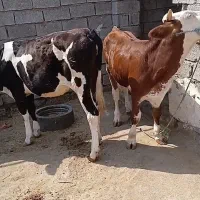 گوساله گاو ماده سمینتال۴عدد