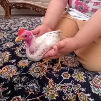 جوجه خروس ۳ ماهه