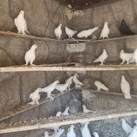 کبوتر لوتی و شازده