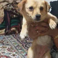 سگ‌ مینیاتوری ماده فقط ۴۵۰۰