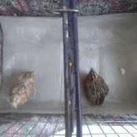 بندرچین
