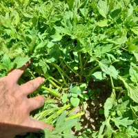 شتیل پربار رد استون درجه 1
