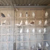 ۴۰ عدد کبوتر پرشی سالم اصیل فروشی