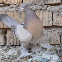 کبوتر.فسا. جفت سوسنی بهبونی و ترک