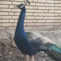 طابوس