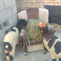 بره نر 3