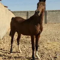معاوضه اسب باگوسفندگاوگوساله ماشین موتور