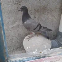 کبوتر جوجه