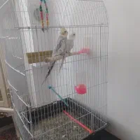 عروس هلندی جفت