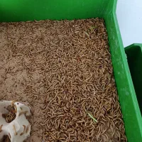 میلورم خشک و زنده