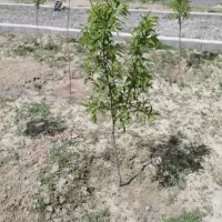 باغ و زمین ویلایی در نعمت الله