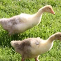 فروش جوجه