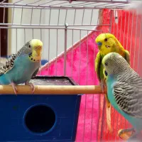 مرغ عشق با قفس