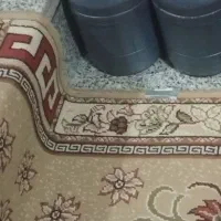 دوشاب