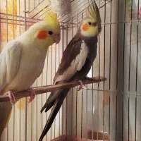 عروسی هلندی جفت جوان