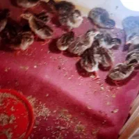 جوجه مرغ شاخدار