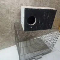 لونه همراه باقفس
