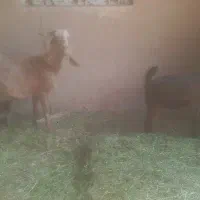 بز دو، سه قلوزا با کهره ماده