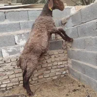 قوچ هتروزیگوت