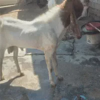 سلام ۳بز۲نر۱ماده