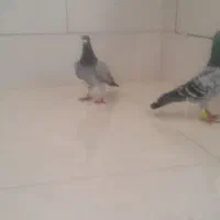 پرنده