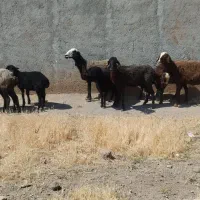 گوسفند با بره درشت
