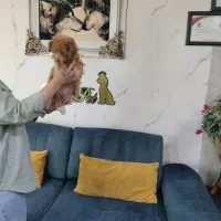 فروشنده خانم جهت همکاری نیازمندیم