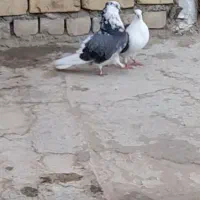 جفت ارسالی     کبوتر