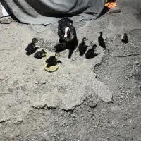 جوجه اردک اسراییلی