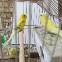 مرغ عشق هلندی