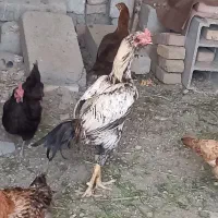 خروس لاری