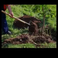 خدمات باغبانی غفاری در خدمت دوستان عزیز