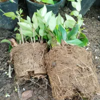 یاس هلندی  کرتی شمشاد طلایی