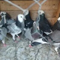 کفتر نروماده